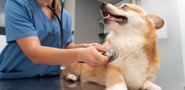 cardiologia veterinaria