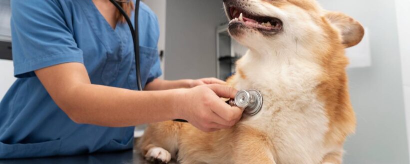 cardiologia veterinaria