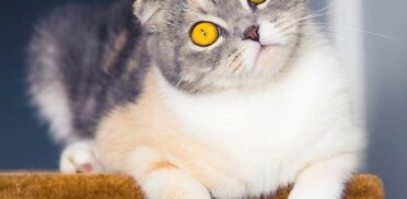 oftalmologia veterinaria