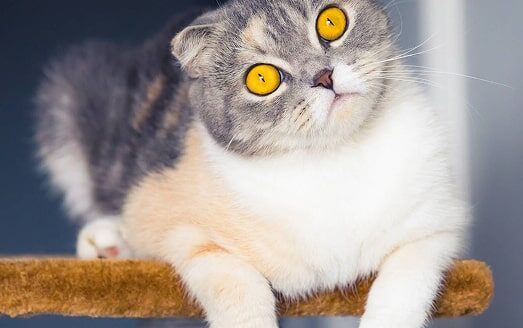 oftalmologia veterinaria