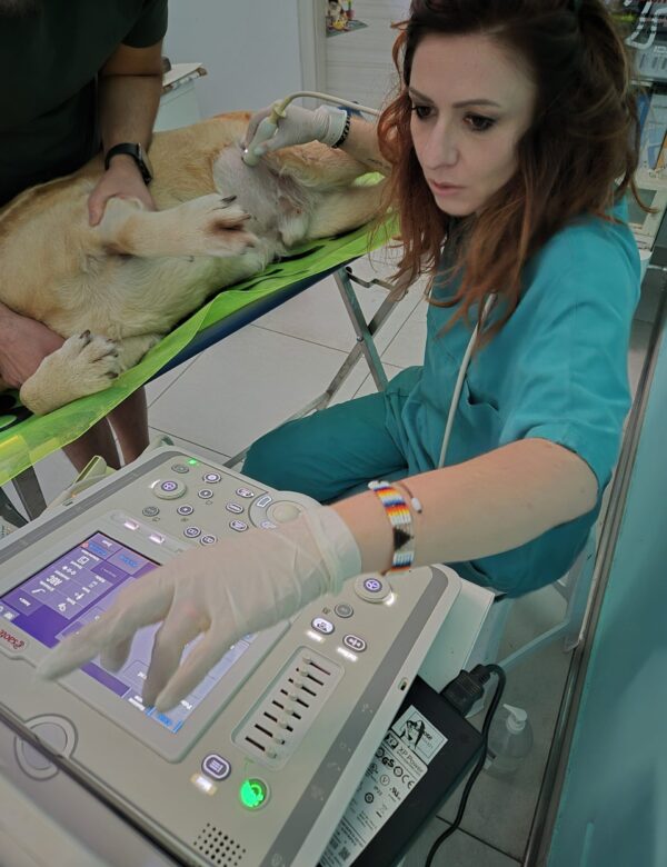 ecografia per cane
