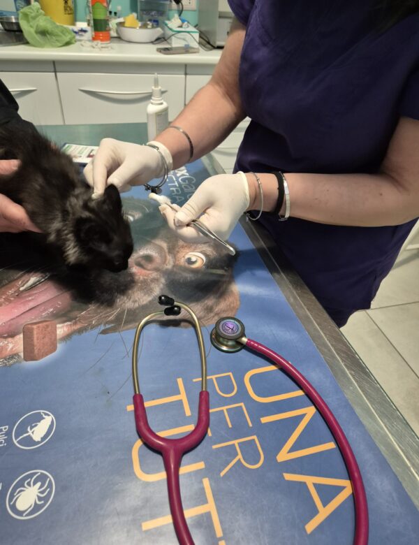visita veterinaria